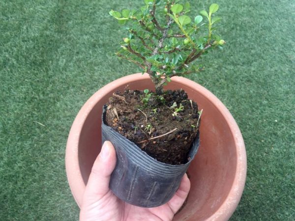 購入したミニ盆栽素材の上手な植え替えポイント まごころミニ盆栽