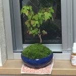 ミニ盆栽は、なぜ大きくならないで、小さいまま育つの？