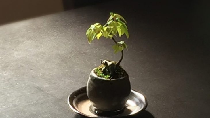 ミニ盆栽は なぜ大きくならないで 小さいまま育つの まごころミニ盆栽