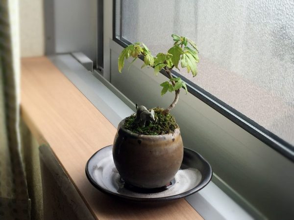 ミニ盆栽は なぜ大きくならないで 小さいまま育つの まごころミニ盆栽