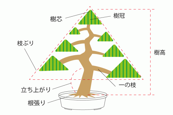 ミニ盆栽の部分的な名称