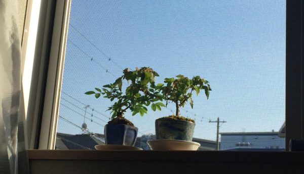窓際のミニ盆栽